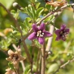 Lycium barbarum