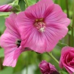 Lavatera x clementii 'Bredon Springs' 