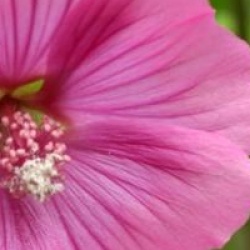 Lavatera x clementii 'Bredon Springs' 