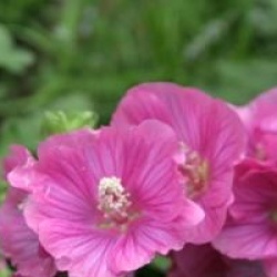 Lavatera x clementii 'Bredon Springs' 