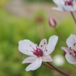 Butomus umbellatus - Jonc fleuri