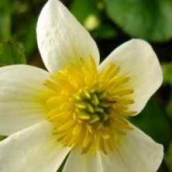 Caltha palustris var. alba - Populage des marais blanc