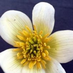 Caltha palustris var. alba