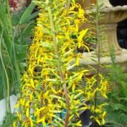 Ligularia przewalskii - Ligulaire de Chine 