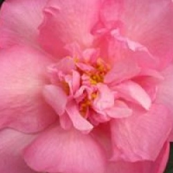 Camellia x williamsii 'Mary Phoebe Taylor'