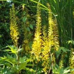 Ligularia przewalskii