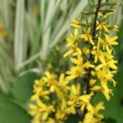 Ligulaire The Rocquet