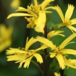 Ligularia stenocephala 'The Rocket'
