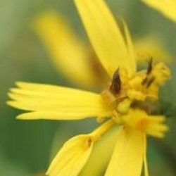 Ligularia stenocephala 'The Rocket'