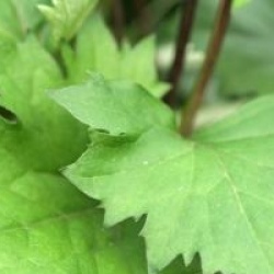Ligularia stenocephala 'The Rocket'