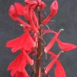 Lobelie cardinale 