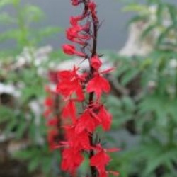 Lobelia cardinalis 