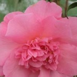 Camellia x williamsii 'Mary Phoebe Taylor'