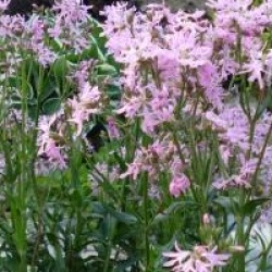  Lychnis flos-cuculi