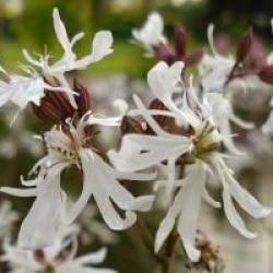 Lychnis flos-cuculi var. albiflora