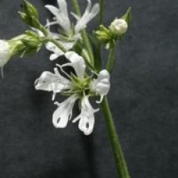 Lychnis flos-cuculi var. albiflora