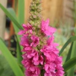 Lythrum salicaria