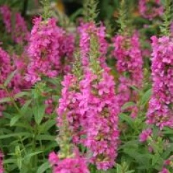 Lythrum salicaria