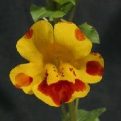 Mimulus guttatus