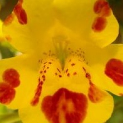 Mimulus guttatus
