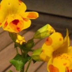Mimulus guttatus