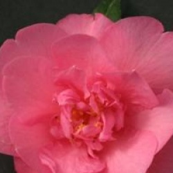 Camellia x williamsii 'Mary Phoebe Taylor'