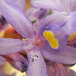 Pontederia cordata