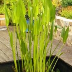 Pontederia cordata var. lanceolata