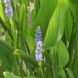 Pontederia cordata var. lanceolata - Pontederie � feuilles lanc�ol�es