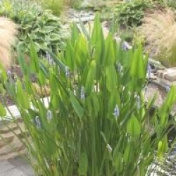 Pontederia cordata var. lanceolata