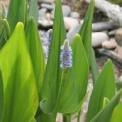 Pontederia cordata var. lanceolata