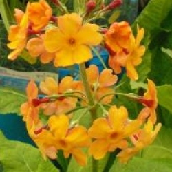 Primula bulleyana