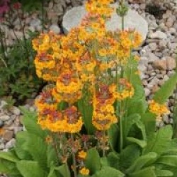 Primula bulleyana