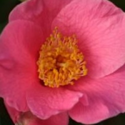 Camellia x williamsii 'Saint Ewe' - Cam�lia hybride Saint Ewe