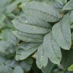 Fraxinus excelsior 'Abiona' - Fr�ne nain Abiona 