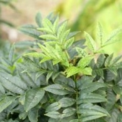 Fraxinus excelsior 'Abiona'