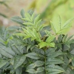 Fraxinus excelsior 'Abiona'