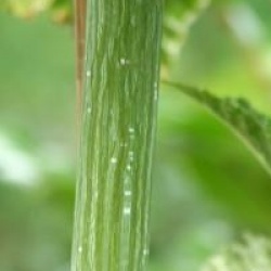 Acer rufinerve albolimbatum