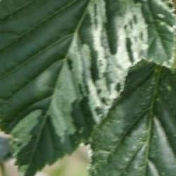 Acer rufinerve 'Hatsuyuki'