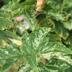 Acer rufinerve 'Hatsuyuki'