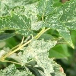 Acer rufinerve 'Hatsuyuki'