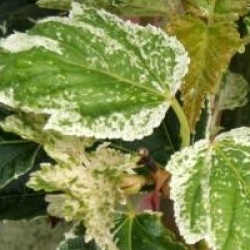 Acer rufinerve 'Hatsuyuki'