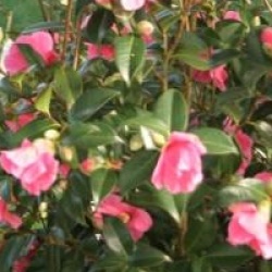 Camellia x williamsii 'Saint Ewe'
