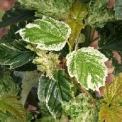 Acer rufinerve 'Hatsuyuki'