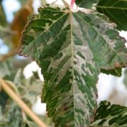 Acer rufinerve 'Hatsuyuki'