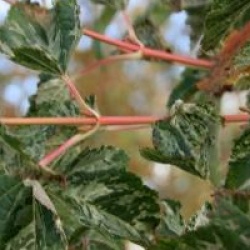 Acer rufinerve 'Hatsuyuki'