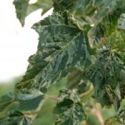 Acer rufinerve 'Hatsuyuki'