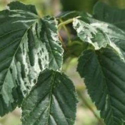 Acer rufinerve 'Hatsuyuki'