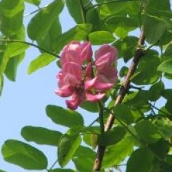 Robinia x margaretta 'Pink Cascade'
