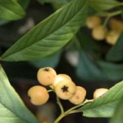 Cotoneaster salicifolius 'Rodchildianus'